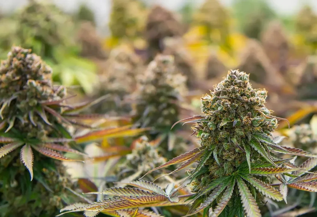 exotic thca flower