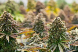 exotic thca flower
