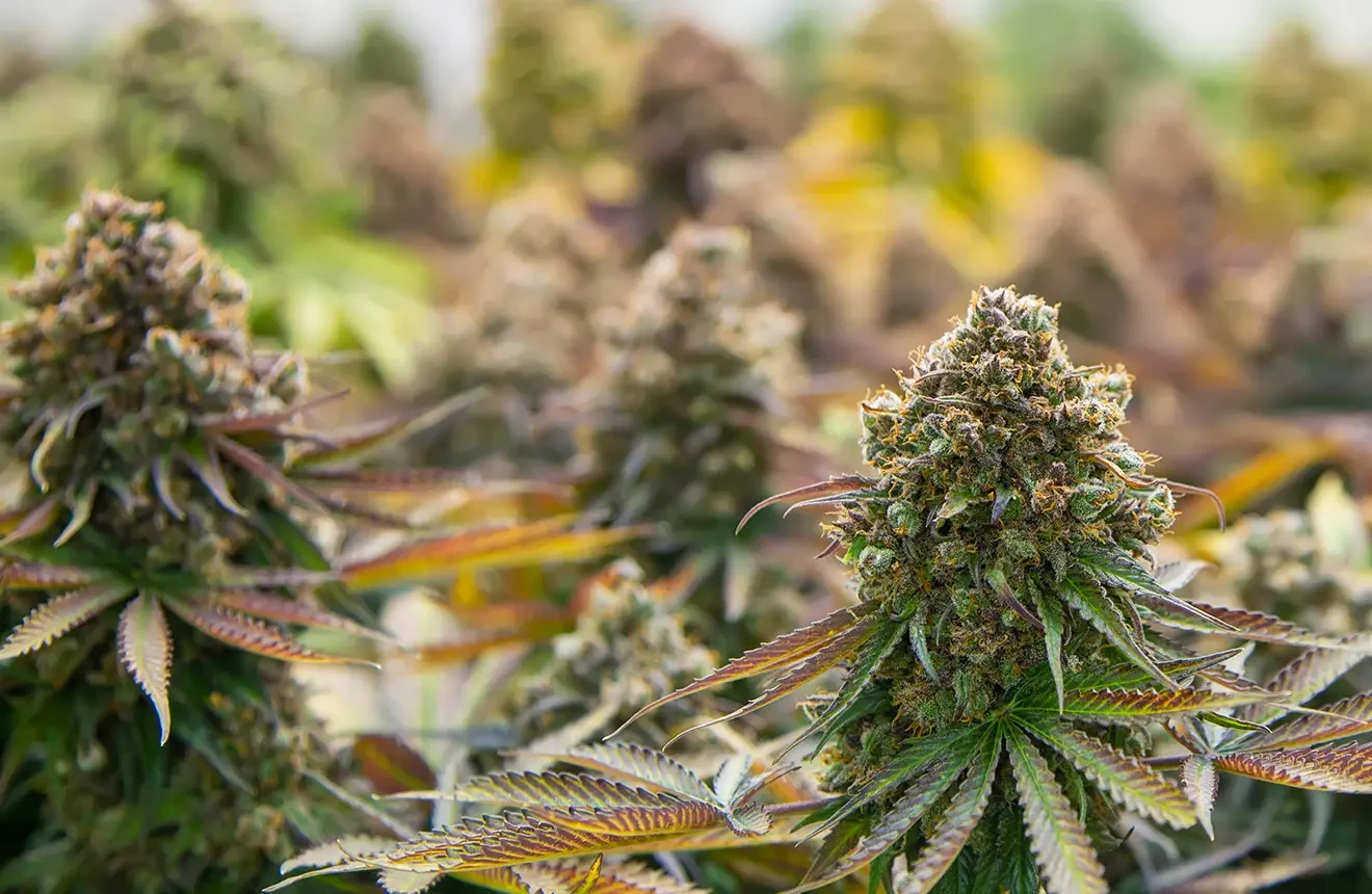 exotic thca flower